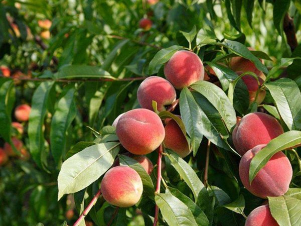 果树基肥全靠秋施？那你就错了！